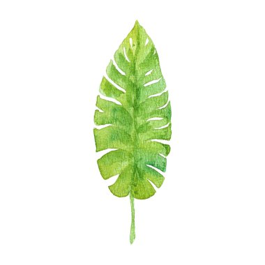 Tropik yeşil yaprak suluboya, yaz ve doğa konsepti