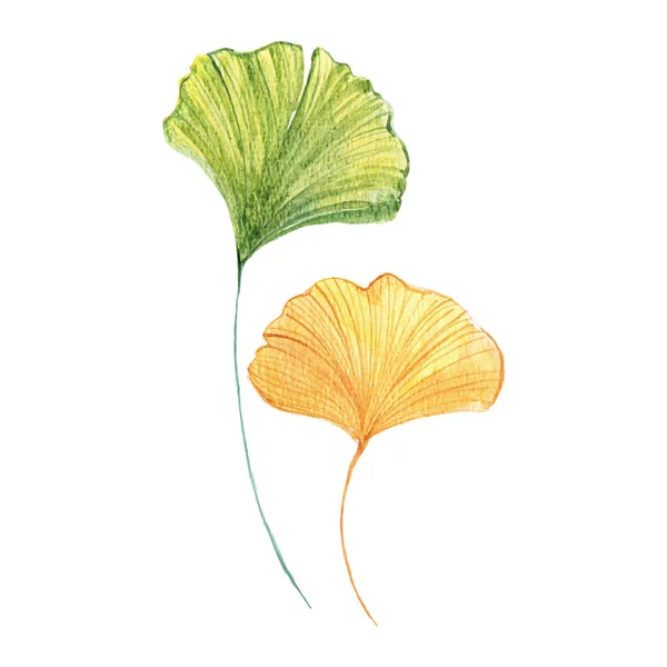 銀杏の葉の水彩 秋と自然のコンセプト ベクトルEps10 — ストックベクタ
