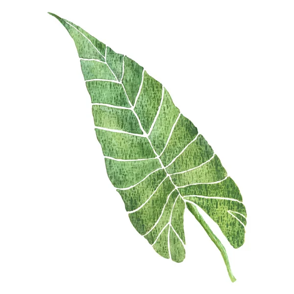 热带绿叶的水彩画 夏天与自然的概念 — 图库矢量图片