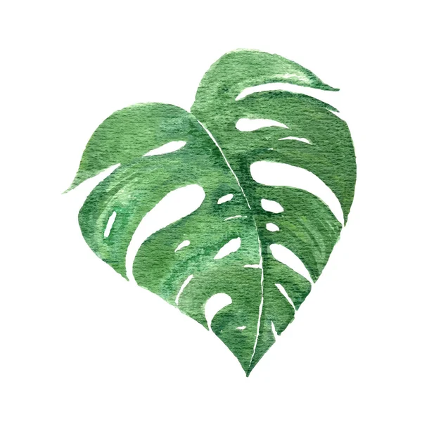 热带绿叶的水彩画 夏天与自然的概念 — 图库矢量图片