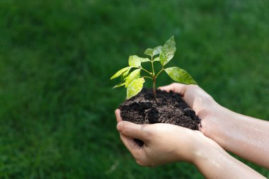 İnsan eliyle yeni bir yere taşınmak için küçük bir tohum tohumu küreyerek yeni bir hayat ve tarım kavramının başlangıcını gerçekleştirir.
