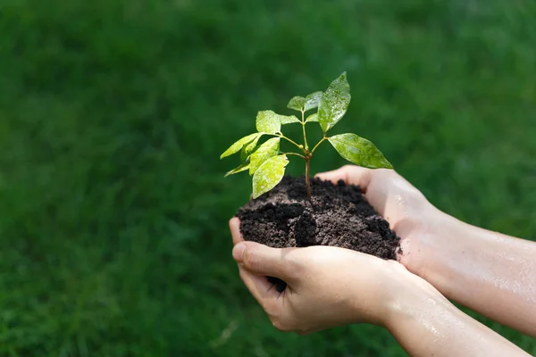 Mão Homem Pouco Semeadura Planta Para Mover Para Novo Lugar — Fotografia de Stock