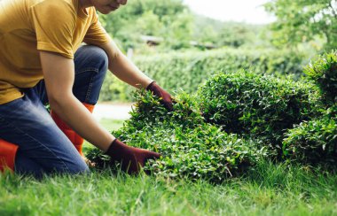 A young man is gardening. Preparing grass carpet before plant on lawn, nature and green environment concept.
