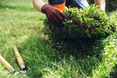 A young man is gardening. Preparing grass carpet before plant on lawn, nature and green environment concept.