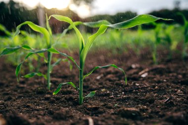 Small rain over corn sapling field in the mornng, harvest and crop agriculture concept.