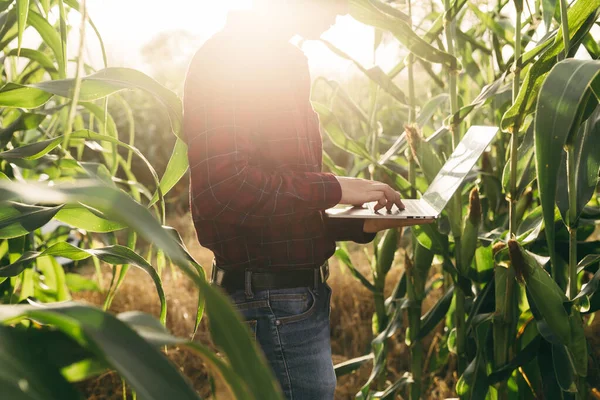 農家は作物 農業の概念の前に農場でノートパソコンで彼のトウモロコシのデータをチェック — ストック写真