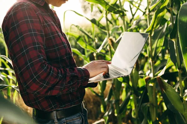 Farmer Checking His Corn Data Laptop Farm Crop Finance Agriculture — Stockfoto