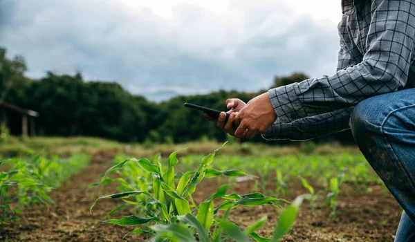 スマートフォン 収穫と作物農業の概念による農家の記録トウモロコシの苗木のデータ — ストック写真