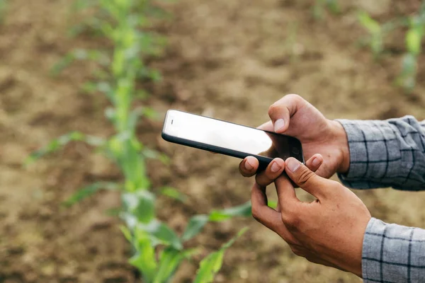 スマートフォン 収穫と作物農業の概念による農家の記録トウモロコシの苗木のデータ — ストック写真