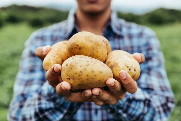 Hands of farmer show his fresh potato in farm and ready give them to customer, delivery fresh market goods online shopping, agriculture and nature concept.