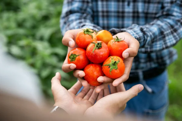 Hands of farmer show his fresh tomato in farm and ready give them to customer, delivery fresh market goods online shopping, agriculture and nature concept.