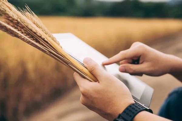 ウェブサイトやインターネット上でリアルタイム小麦の価格を検索するためのタブレット画面上の農家のタッチの手 農業と自然コンセプト — ストック写真