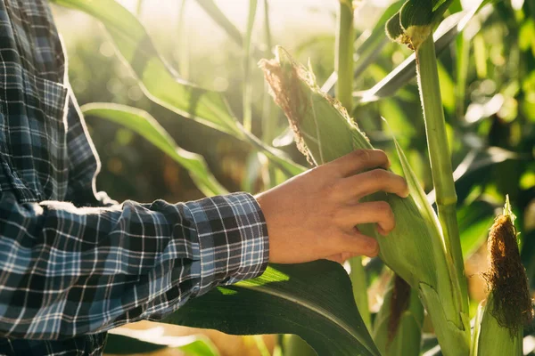 Landwirt Überprüft Seinen Mais Vor Ernte Finanzierung Und Landwirtschaftlichem Konzept — Stockfoto