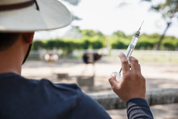 彼の農場 家畜の概念でOstrichにワクチンを与えるための獣医保持注射器 — ストック写真
