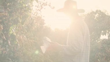 Çiftçi çiftlikte olgunlaşmamış Longasını kontrol ediyor.