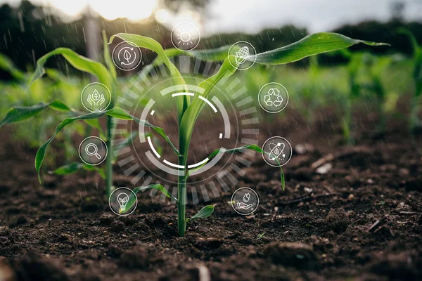 Small Rain Corn Sapling Field Morning Corn Plant Growth Icon — Stockfoto