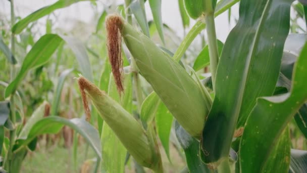 Čerstvá Kukuřice Připravená Sklizni Poli Farmy Zemědělství Přírody — Stock video