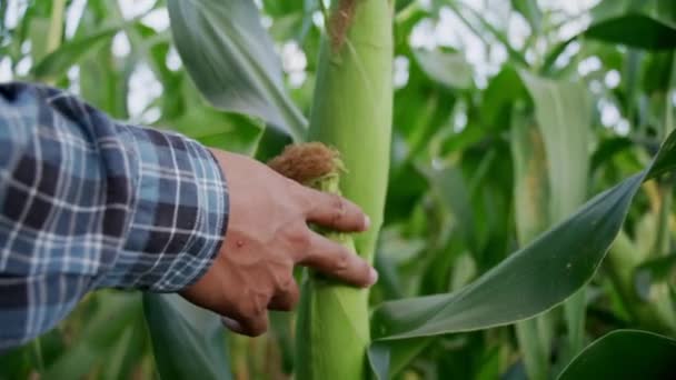 Mezőgazdasági Termelő Ellenőrzi Friss Kukorica Készen Áll Termés Kukorica Területen — Stock videók