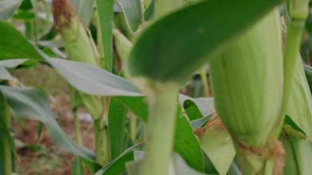 Fresh Corn Ready Crop Corn Field Farm Agriculture Nature Concept — Stock videók