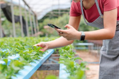 Woman farmer checking quality by smartphone in organic farm. Agriculture technology and smart farming concept.