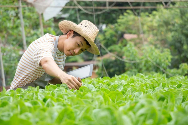 Young farmer using digital tablet inspecting fresh vegetable in organic farm. Agriculture technology and smart farming concept.