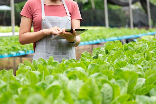 Woman farmer using digital tablet inspecting fresh vegetable in organic farm. Agriculture technology and smart farming concept.