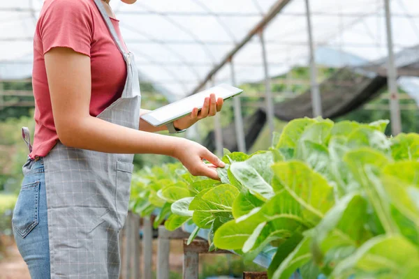 Woman Farmer Working Digital Tablet Inspecting Fresh Vegetable Organic Farm — Stockfoto