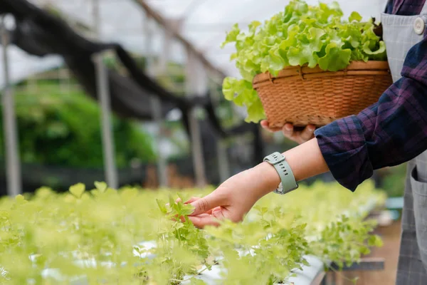 Hand Woman Farmer Harvest Vegetables Grow Organic Farm Delivery Fresh — Stockfoto