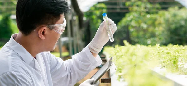 Biotechnologe Reagenzglas Für Die Forschung Mit Gemüse Ökologischem Landbau Suche — Stockfoto