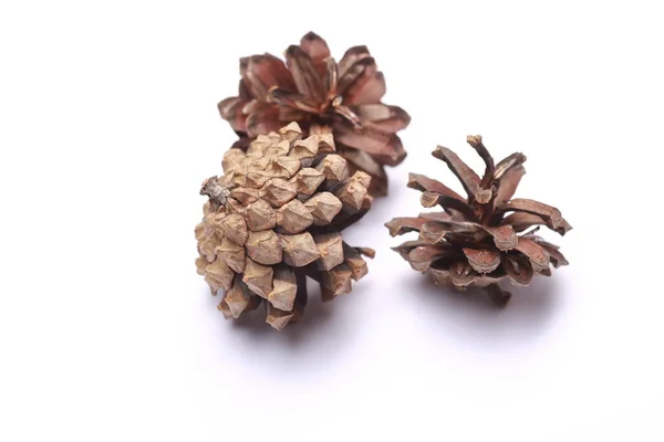 çam kozalakları izole kırpma yolu dahil beyaz üzerinde