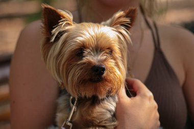 Sahibinin kollarında kızıl saçlı bir kaniş.