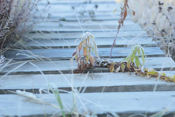 Morning Frost Wooden Path — Stock fotografie