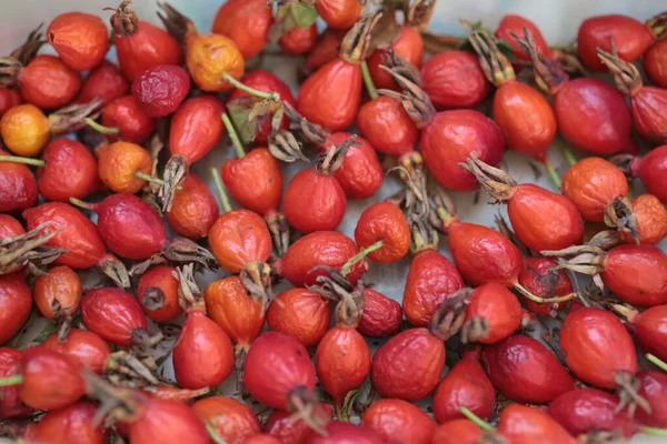 Red Dried Rosehip Close Isolated — стоковое фото