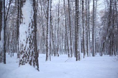Ormanda kış manzarası, kış ormanı, soğuk kış günleri.