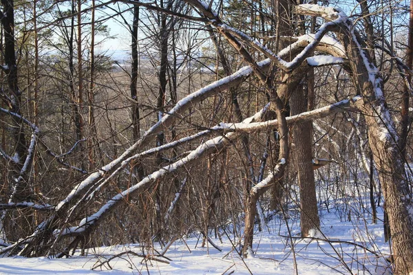 Winter Landscape Woods — Stock Photo, Image