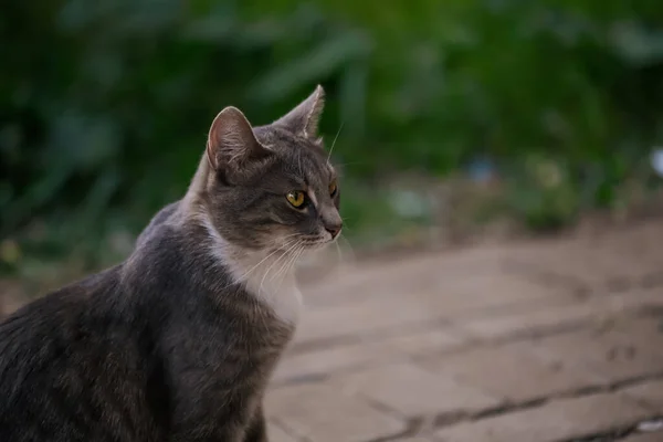 Сірий Кіт Прогулянці Місті — стокове фото
