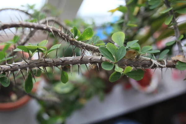 Dikenli dikenli bir ev ağacı