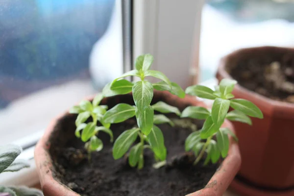 Pencere kenarındaki saksılarda saksı bitkileri