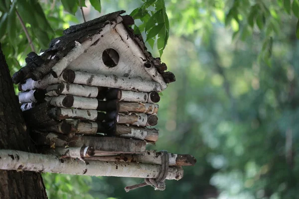 Ağaçtaki Huş Kuşu Evi — Stok fotoğraf