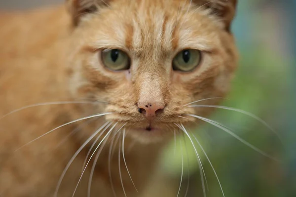 Kızıl kedinin bakışları yakın.