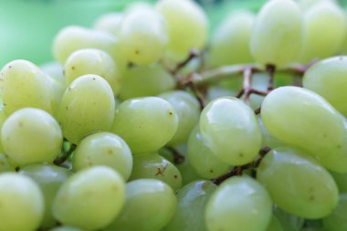Taze yeşil üzümler izole edilmiş.