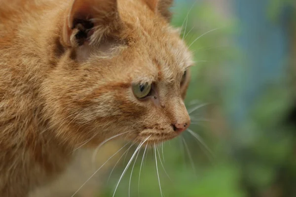 Kızıl kedinin bakışları yakın.