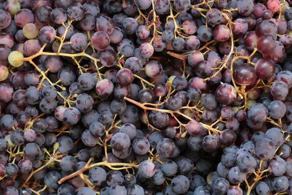 Berg Van Zwarte Druiven Van Plantages — Stockfoto