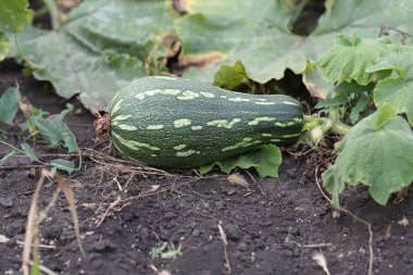 kabak yatakta yetişiyor.