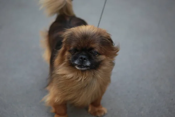 Kısa bacaklı küçük kırmızı bir köpek.