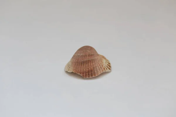 Seashells White Background — Stock Photo, Image