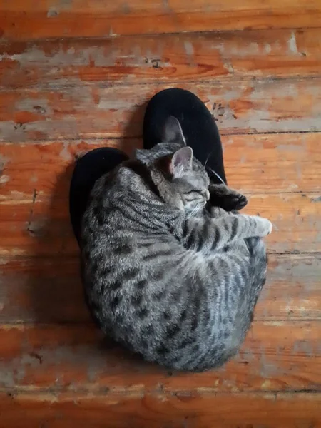 Gato Dormido Zapatillas Casa —  Fotos de Stock