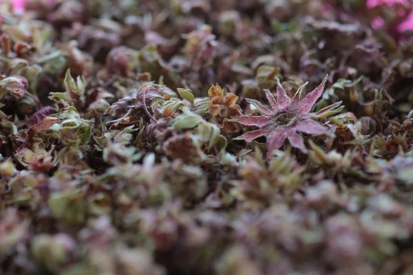 Dried Strawberry Herb Making Tea — Stock Photo, Image