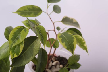 Beyaz masadaki saksılarda Marantas ve Syngonium gibi çeşitli küçük tropikal bitkiler.