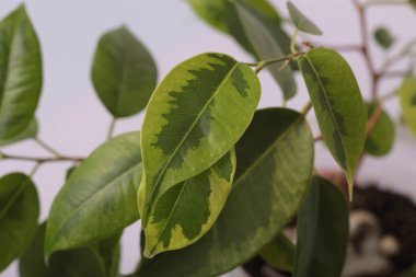 Beyaz masadaki saksılarda Marantas ve Syngonium gibi çeşitli küçük tropikal bitkiler.